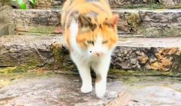 动物博主爆料视频大全,精彩视频大全，带你领略动物世界的奇妙瞬间